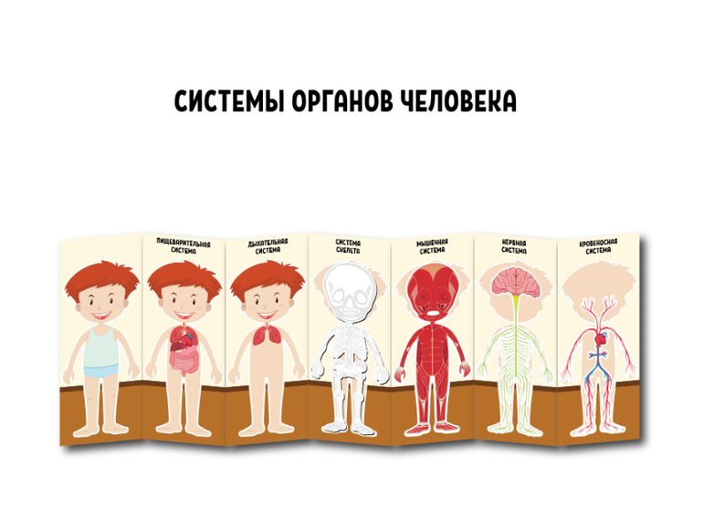 системы органов человека наглядное пособе для детей