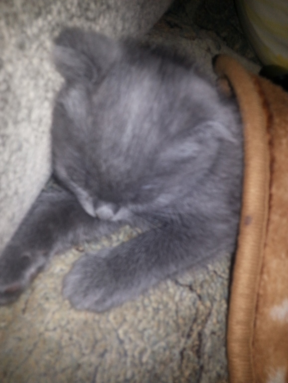 Взяли котенка мальчика!