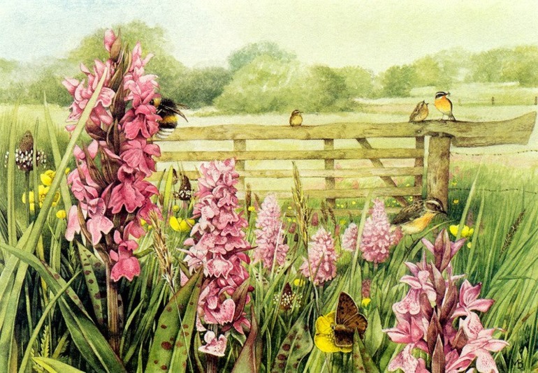 Работы художника Bastin Marjolein