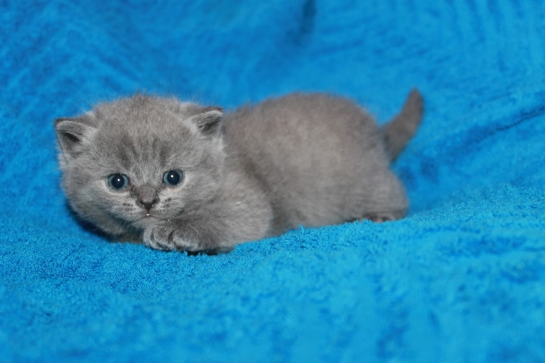 Маленькие непоседы ищут заботливых хозяев!