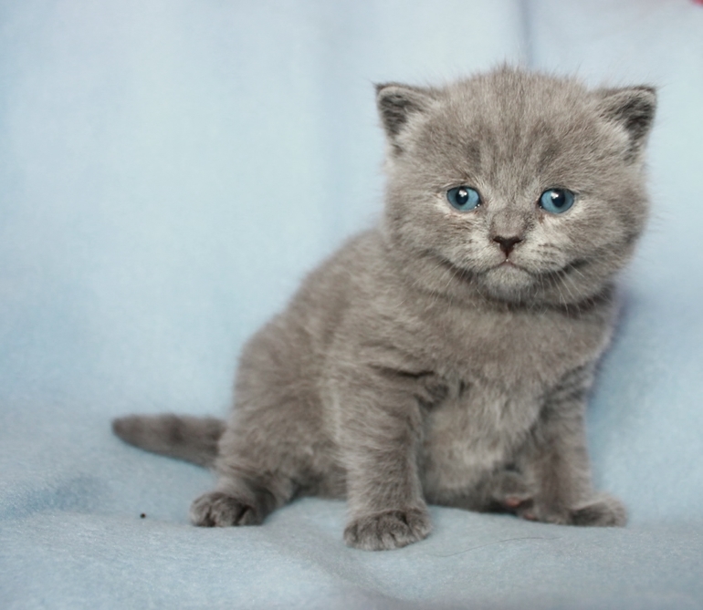 Маленькие непоседы ищут заботливых хозяев!