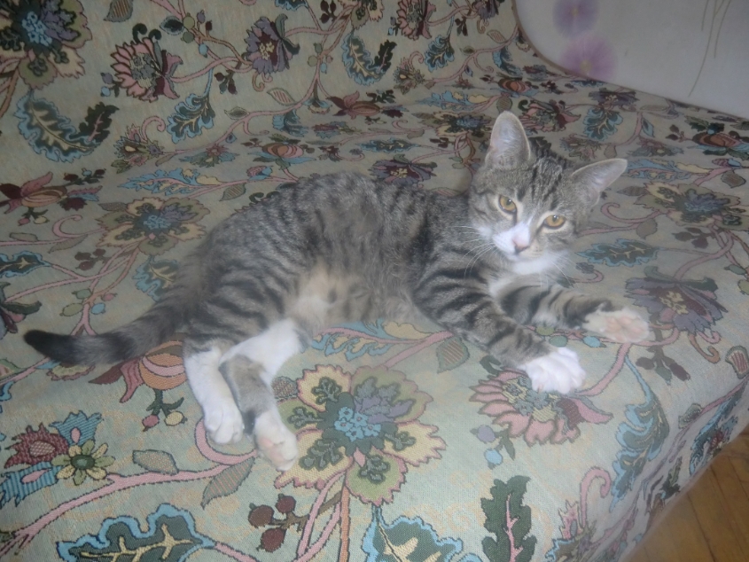 Разве не красавчик?