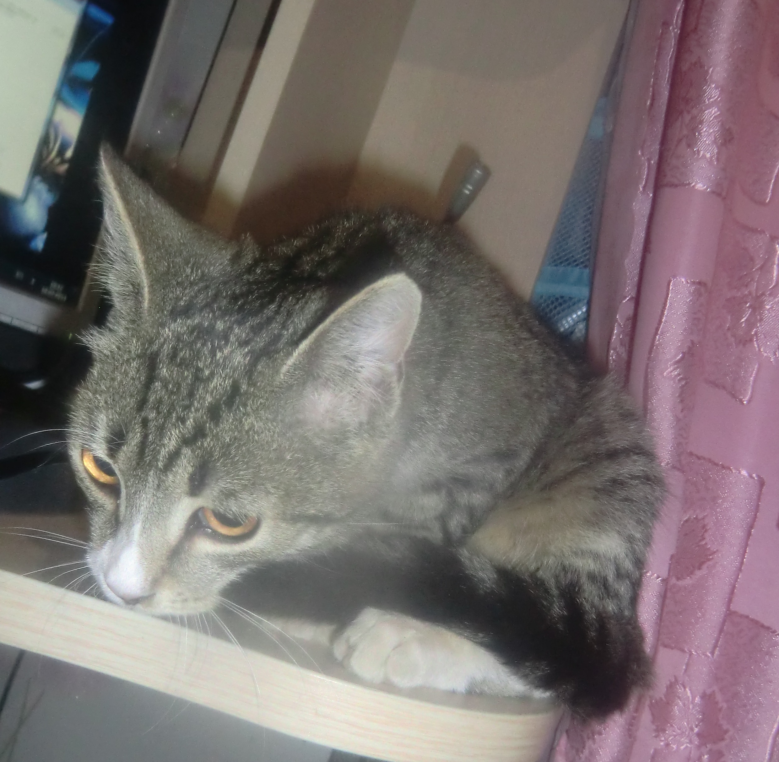 От ветеринара