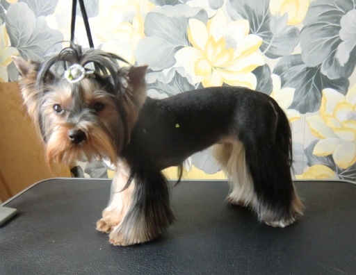 Ева в стрижке.