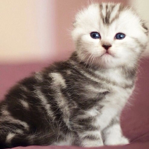 Шотландский вислоухий котёнок