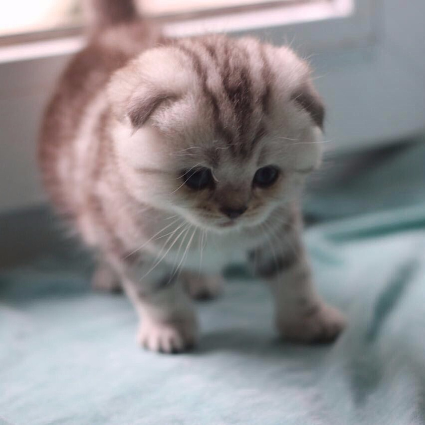 Шотландский вислоухий котёнок