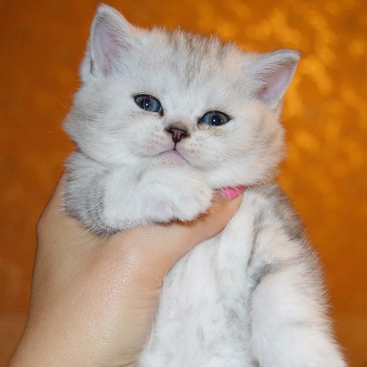Шотландский котёнок серебристый