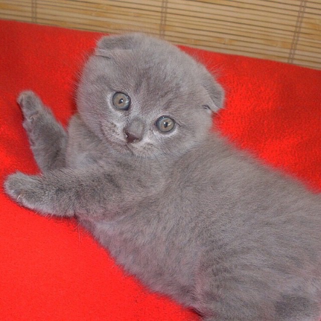 Голубой котёнок