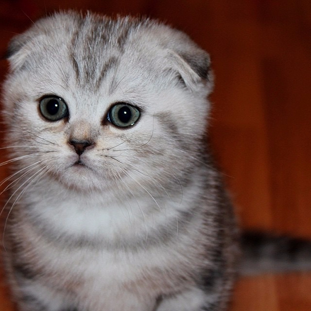 Шотландская вислоухая кошка