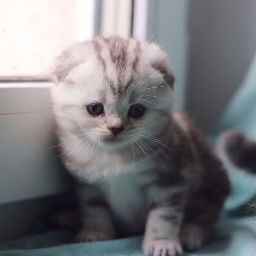 Шотландский вислоухий котёнок