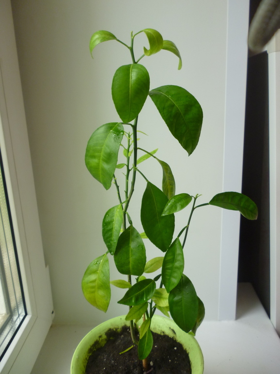 Желтеет мандарин