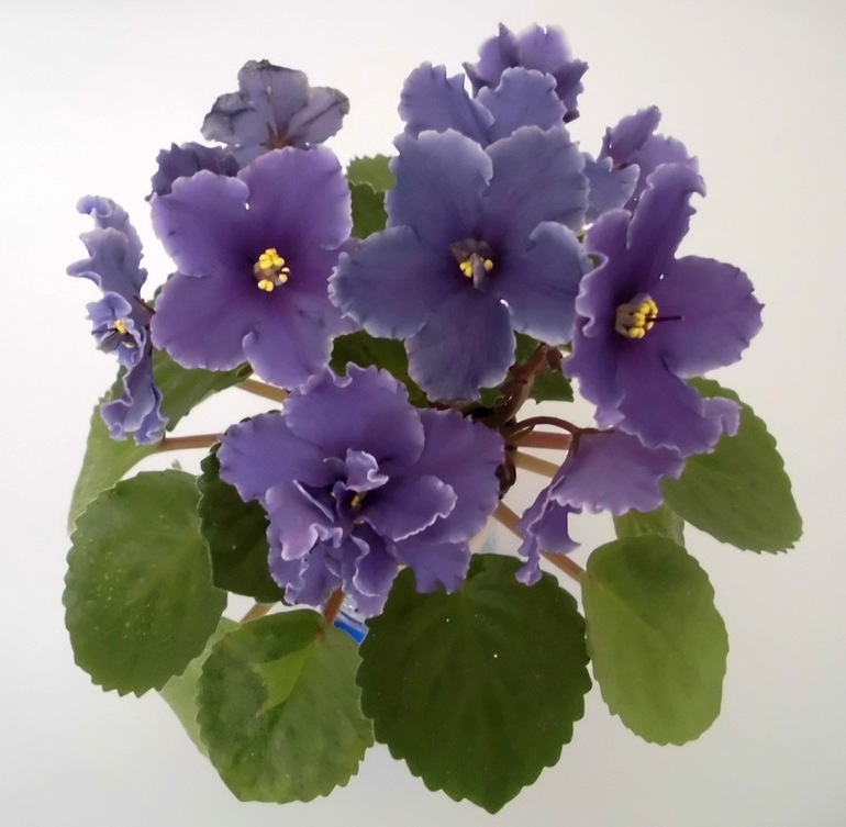 Продам мини и полумини фиалки