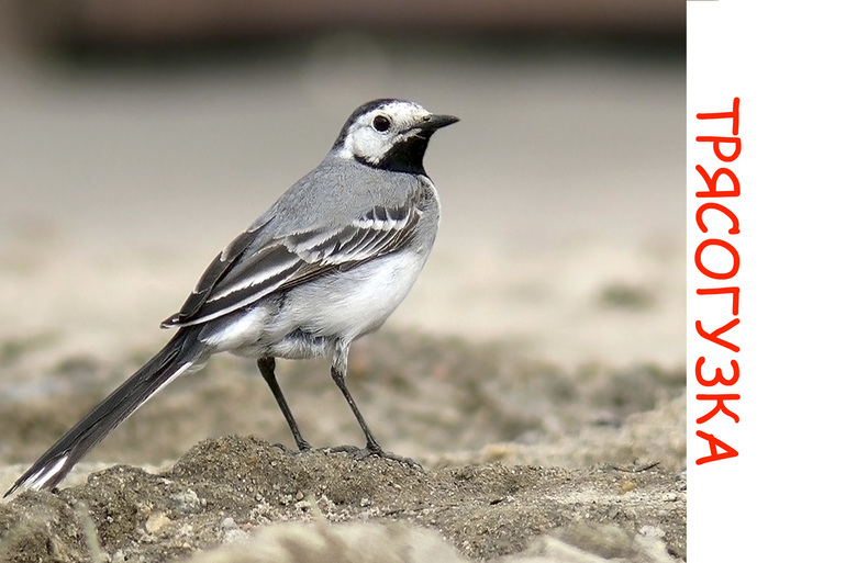 Дела птичьи )