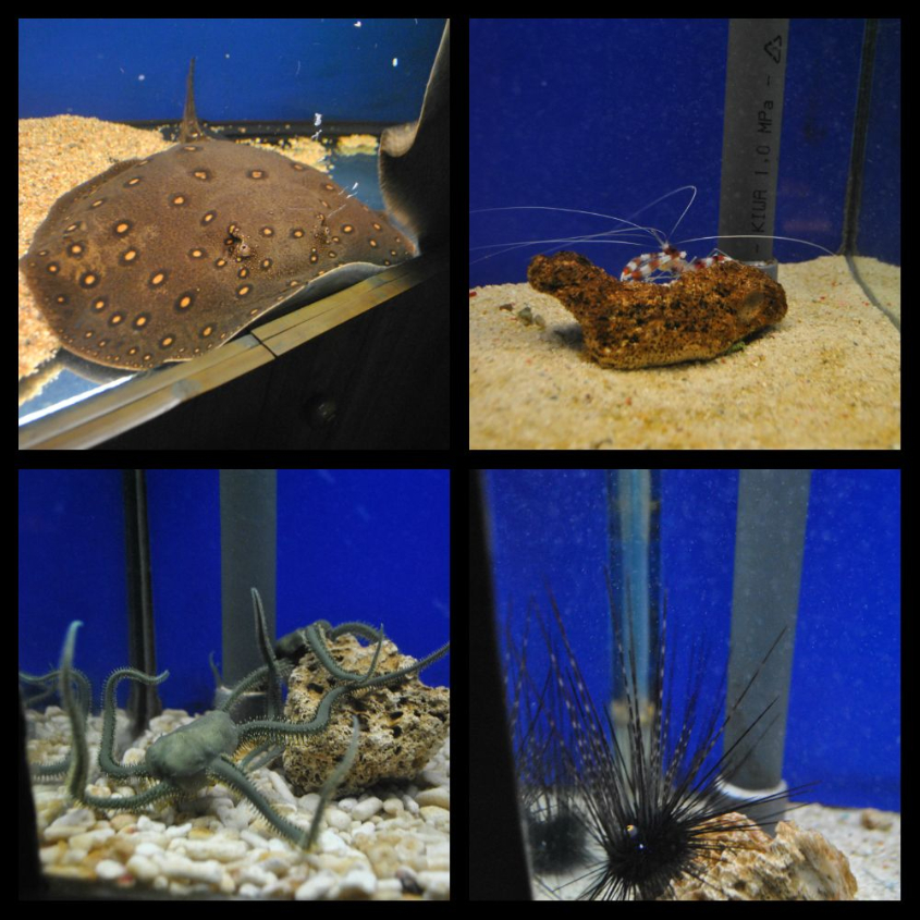 Океанариум-экзотариум «Тайны океана» и «Сад бабочек»: наши впечатления