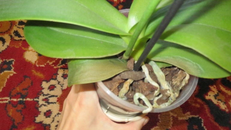 Что это за опята?)