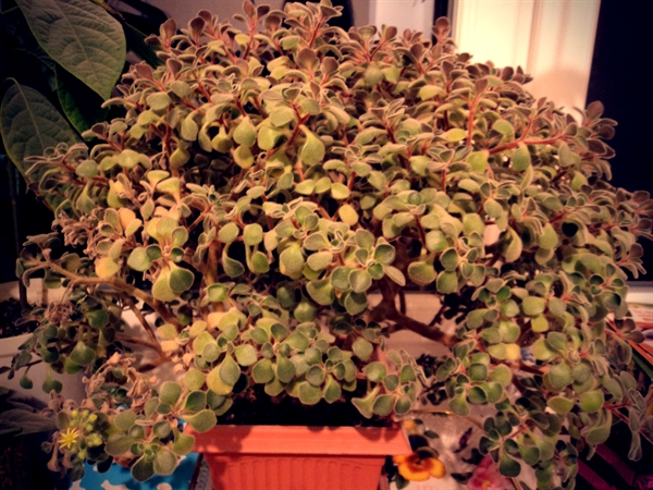 Что это за цветок?