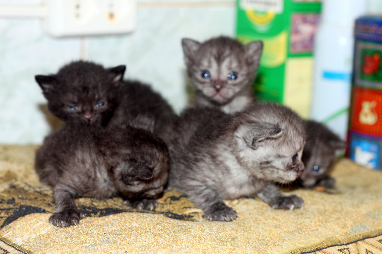 У нас родились полубританцы