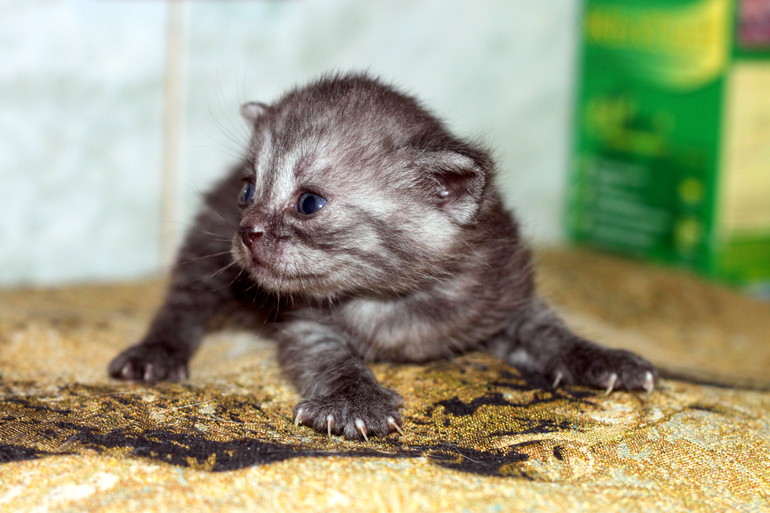 У нас родились полубританцы