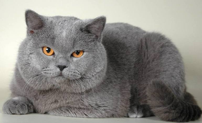 У нас родились полубританцы