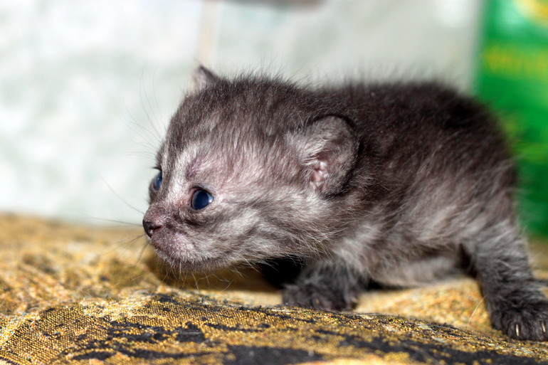 У нас родились полубританцы