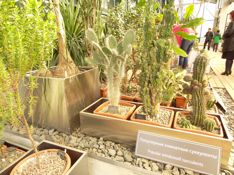 Выставка суккулентов в Аптекарском огороде