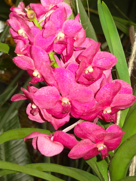 Выставка в аптекарском огороде