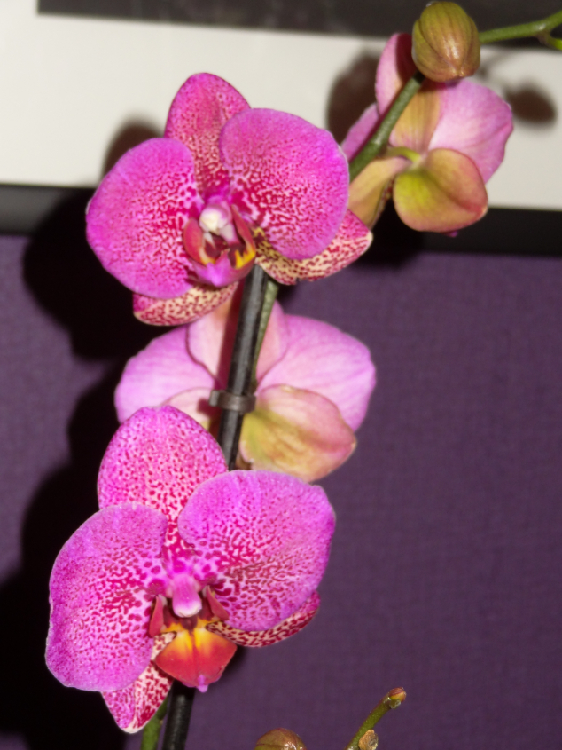 Мои орхидейные новички и не много старичков))))))