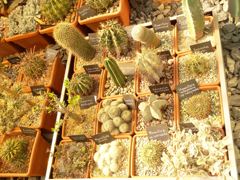 Выставка суккулентов в Аптекарском огороде