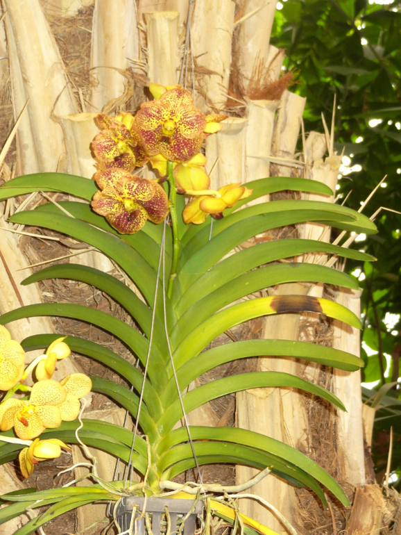 Выставка в аптекарском огороде