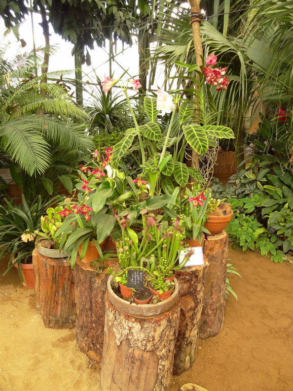 Выставка в аптекарском огороде