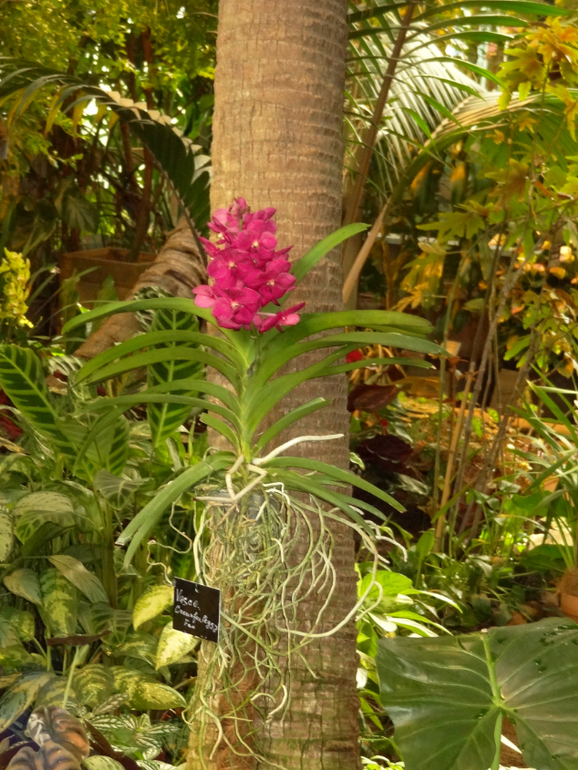 Выставка в аптекарском огороде