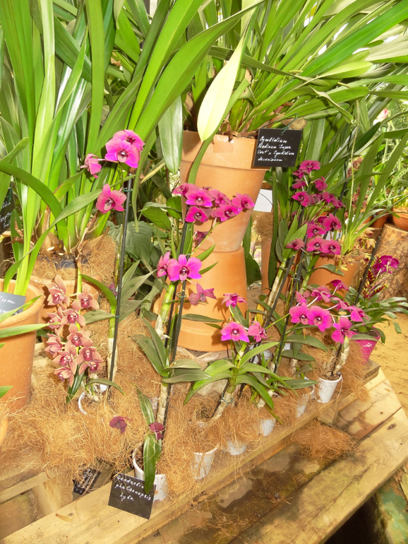 Выставка в аптекарском огороде