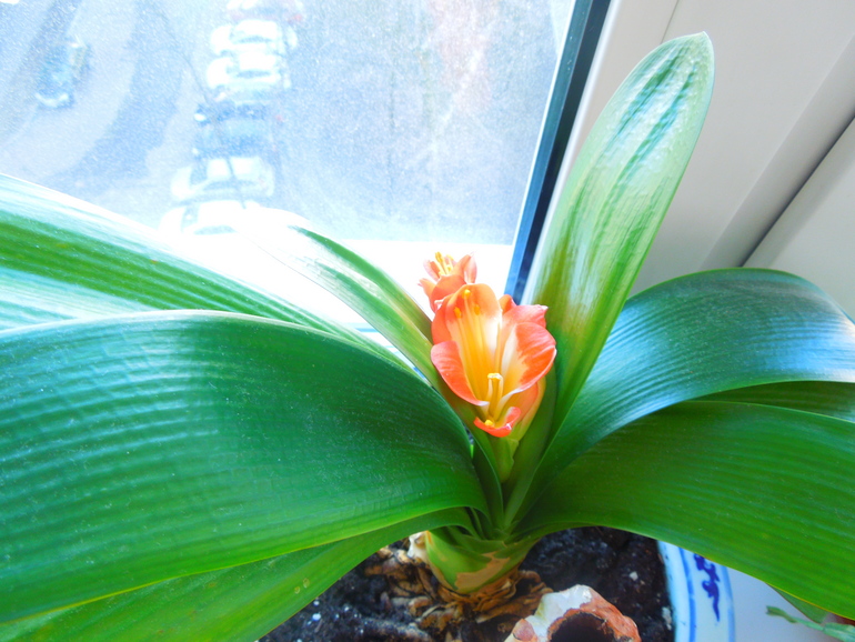 Отдам даром хорошие цветочки, но без горшков