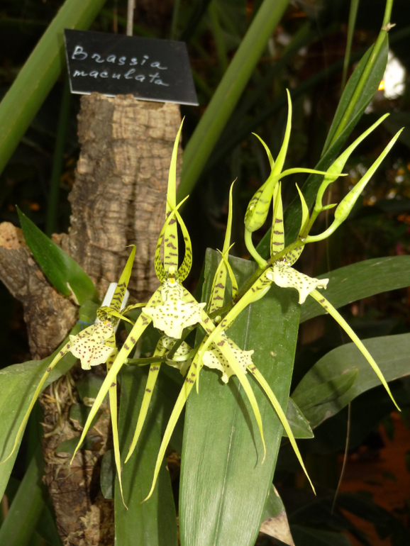 Выставка в аптекарском огороде