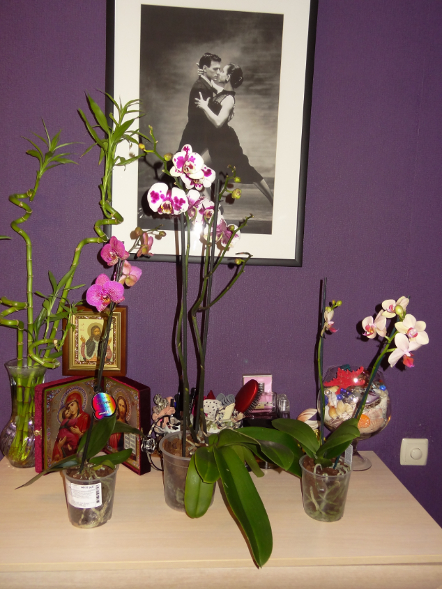 Мои орхидейные новички и не много старичков))))))