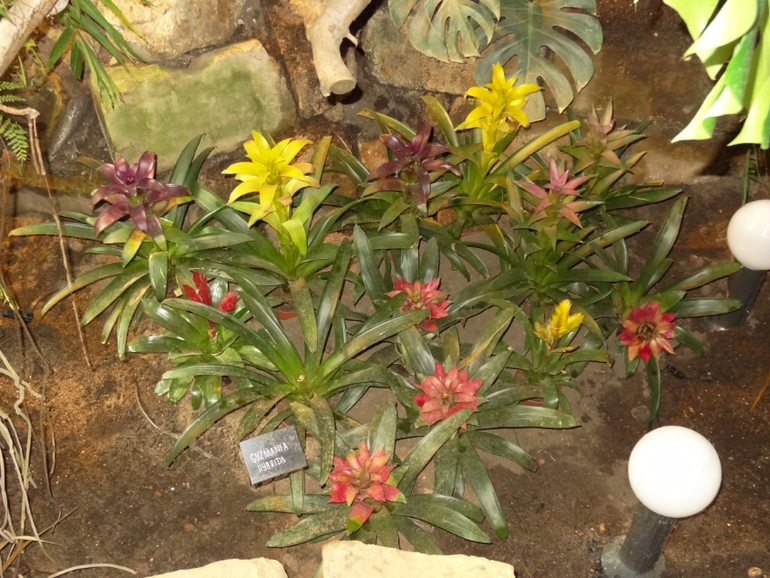 Выставка в аптекарском огороде