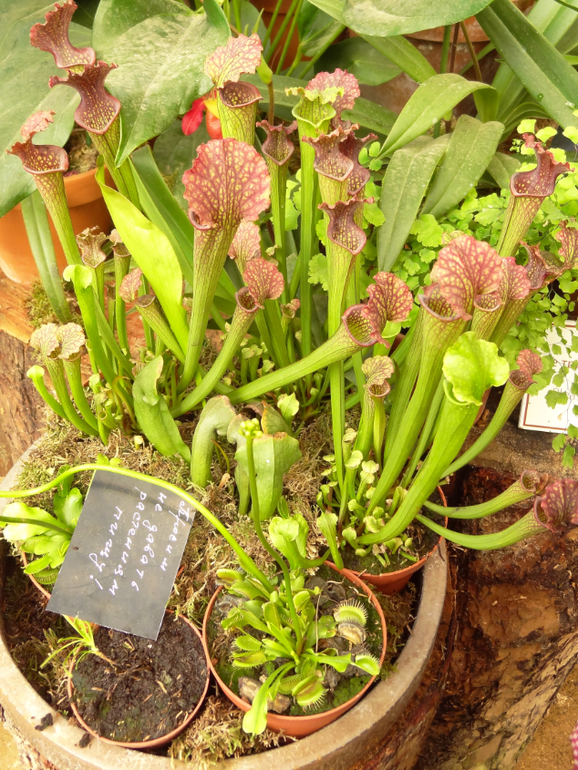 Выставка в аптекарском огороде