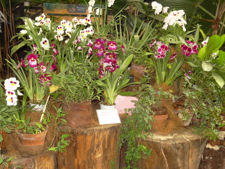 Выставка в аптекарском огороде