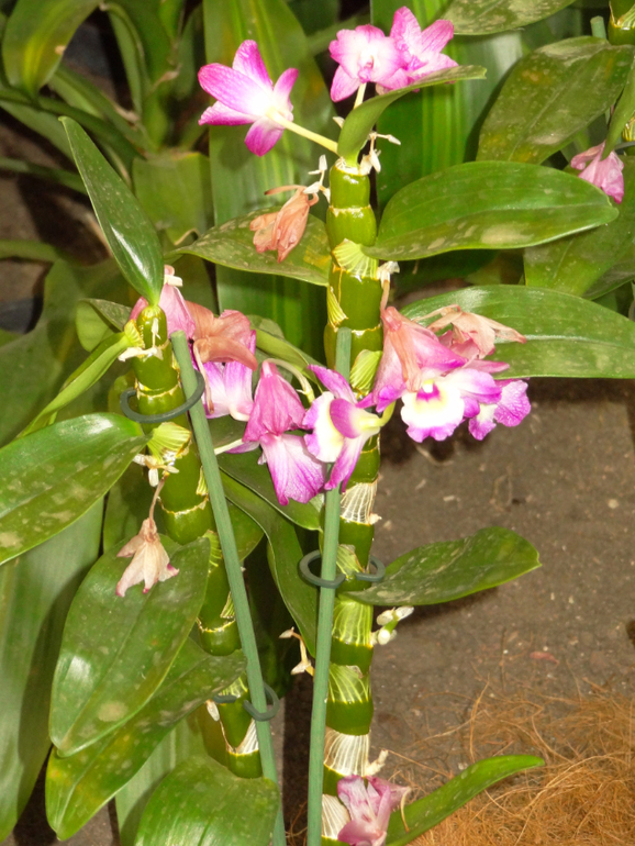 Выставка в аптекарском огороде