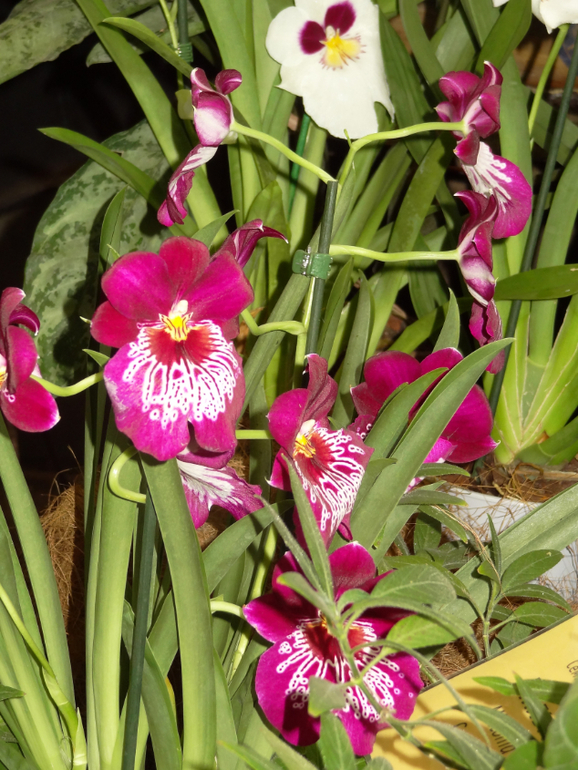 Выставка в аптекарском огороде