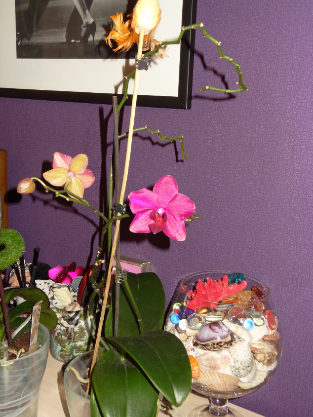 Мои орхидейные новички и не много старичков))))))