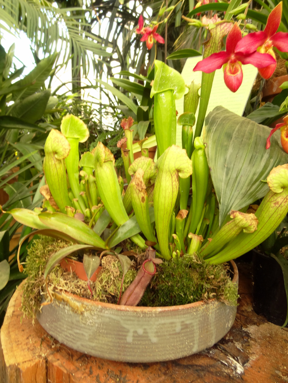 Выставка в аптекарском огороде