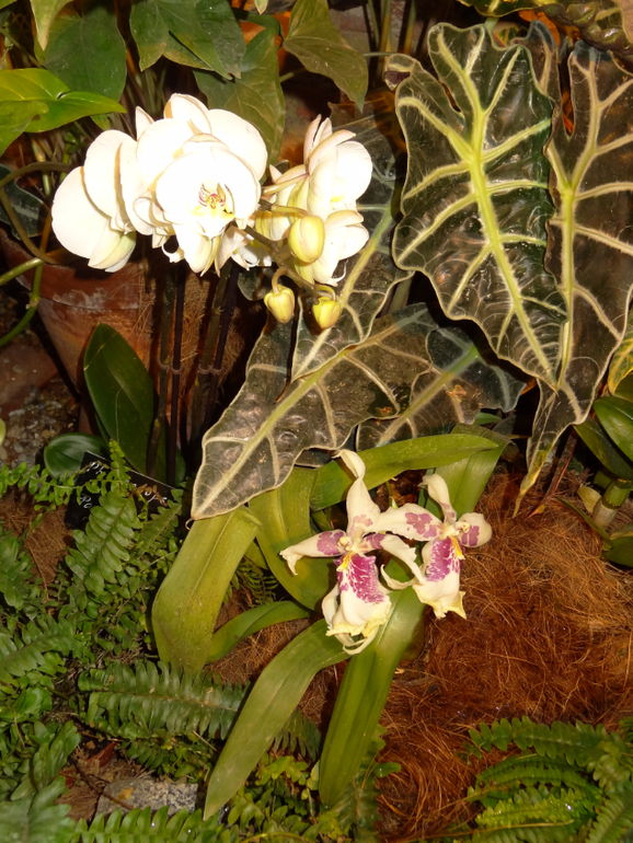 Выставка в аптекарском огороде