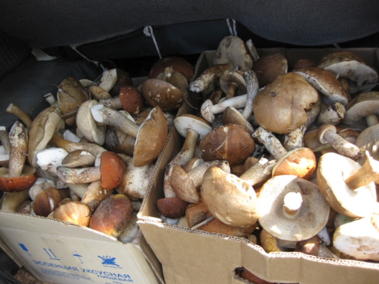 Грибы!