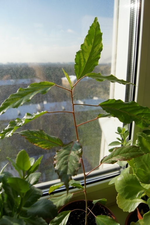 Мои гибискусы