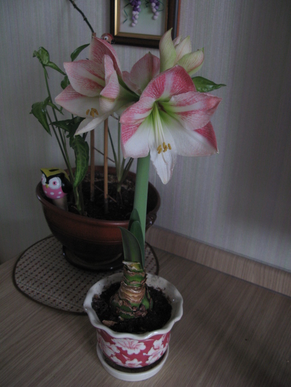 Я вырастила себе весну! Делюсь с вами)