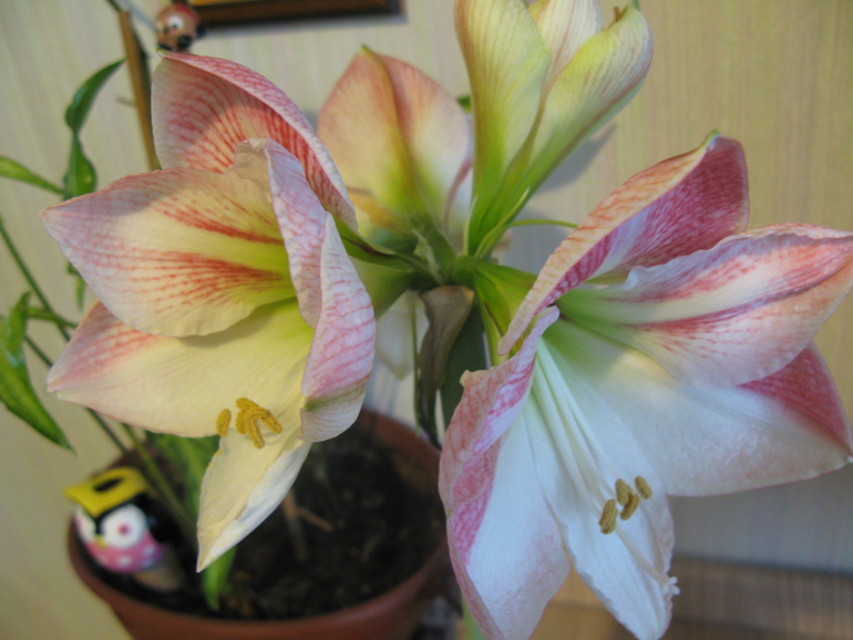 Я вырастила себе весну! Делюсь с вами)