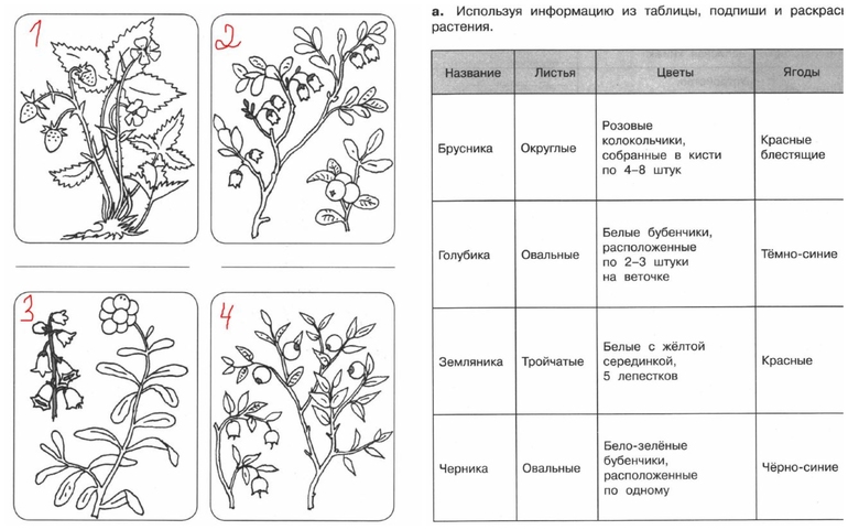 С помощью рисунка учебника раскрась растения постарайся правильно передать окраску их цветков