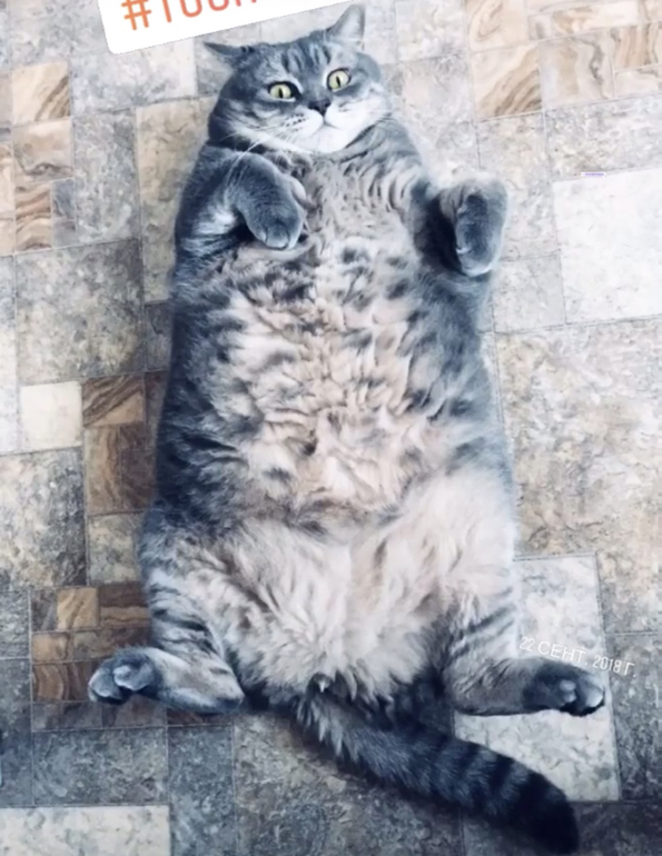 Шотландская Похудел Кот.