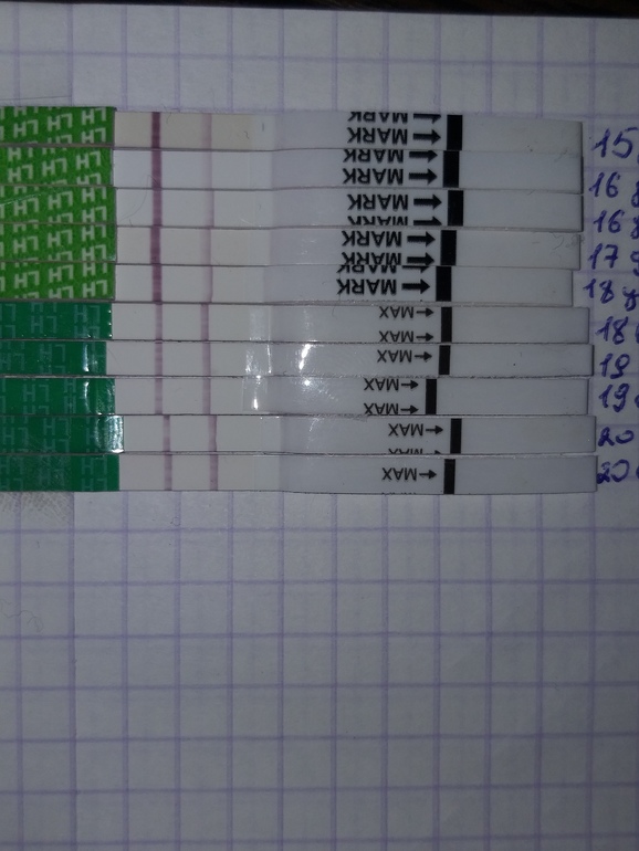 Фазы менструационного цикла фолликулярная лютеиновая. Стадии развития фолликула по дням цикла. 16 день цикла что это. Дни менструального цикла. Менструальный цикл менструальный цикл.